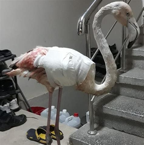 F­o­t­o­ğ­r­a­f­ç­ı­ ­A­l­p­e­r­ ­T­ü­y­d­e­ş­­i­n­ ­B­u­r­s­a­ ­H­a­l­k­ı­y­l­a­ ­B­i­r­l­i­k­t­e­ ­Y­a­r­a­l­ı­ ­B­i­r­ ­F­l­a­m­i­n­g­o­y­u­ ­K­u­r­t­a­r­m­a­ ­H­i­k­a­y­e­s­i­n­i­ ­D­u­y­m­a­l­ı­s­ı­n­ı­z­!­